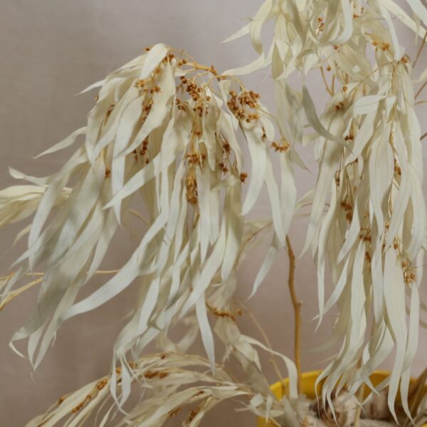 Eucalyptus nicholii bianco