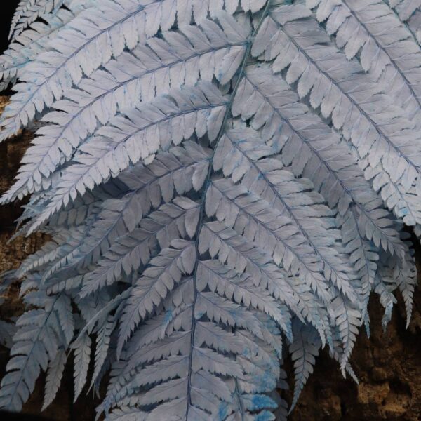 Felce lunga blu chiaro - immagine 2