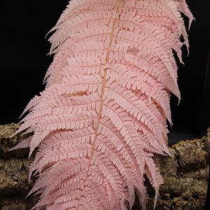 Felce lunga rosa chiaro