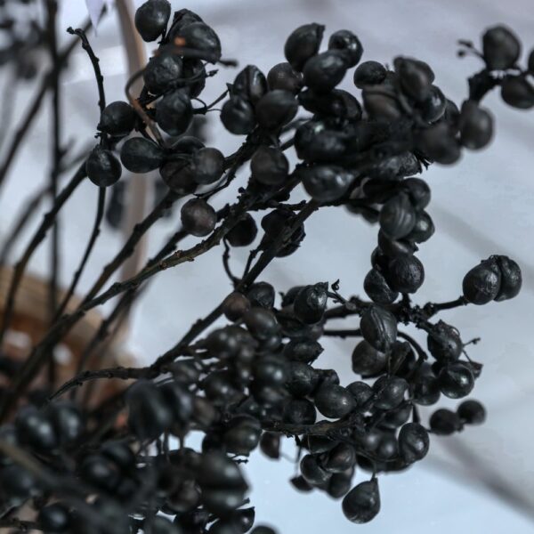 Ginkgo biloba nero - immagine 2