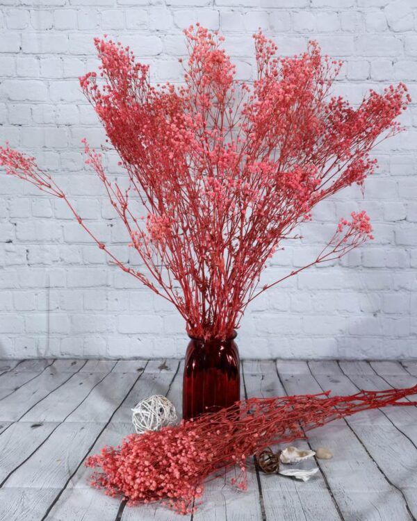 Gypsophila rosa