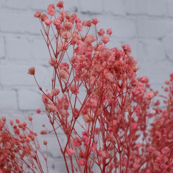 Gypsophila rosa - immagine 3