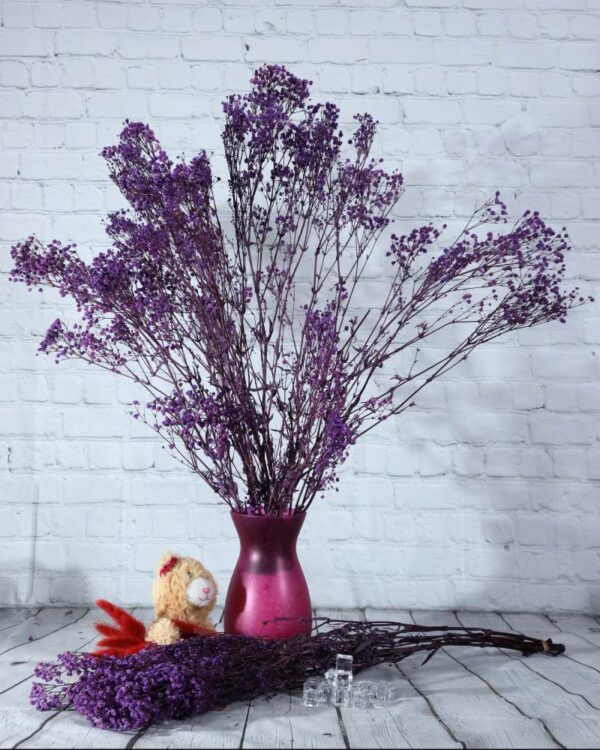 Gypsophila viola - immagine 2