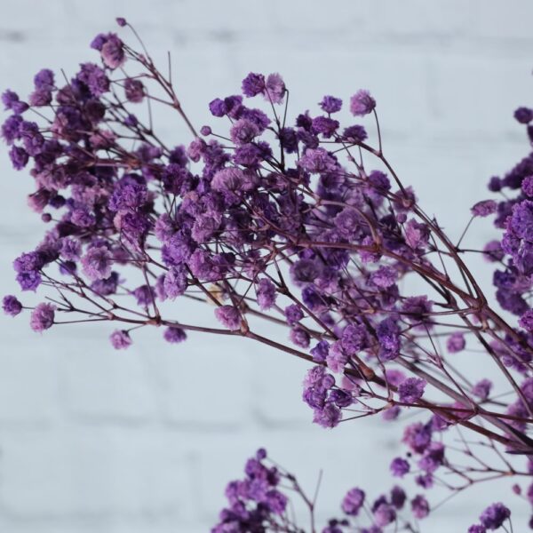 Gypsophila viola