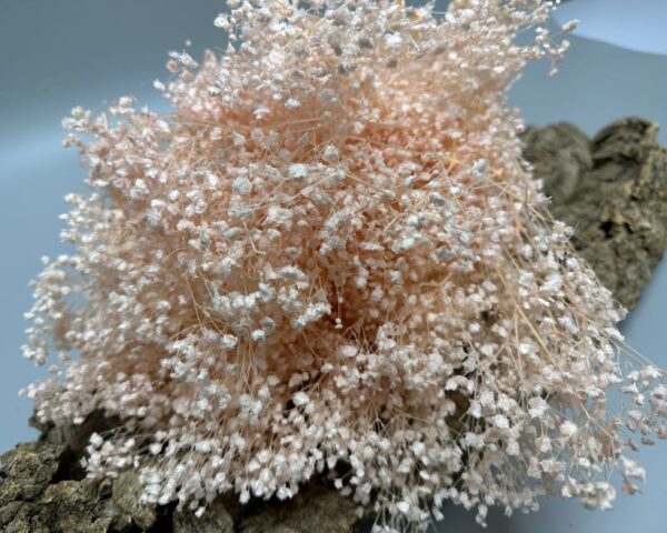 Gypsophila rosa chiaro - immagine 2