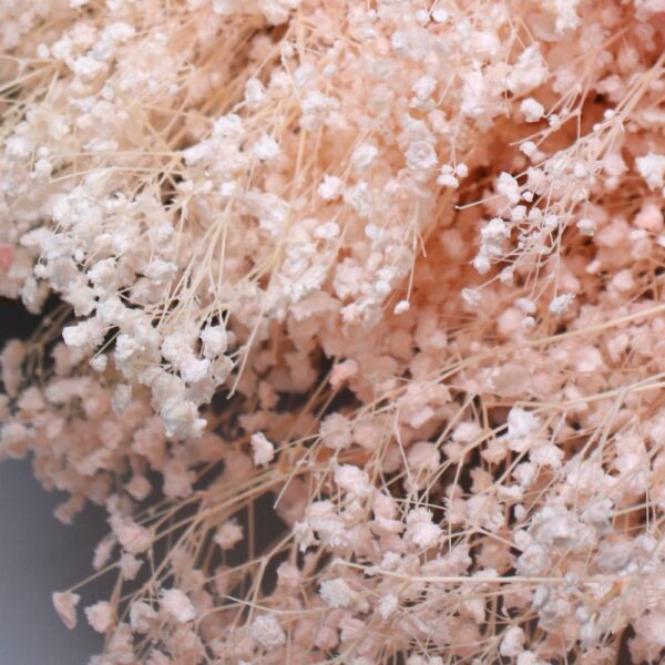 Gypsophila rosa chiaro