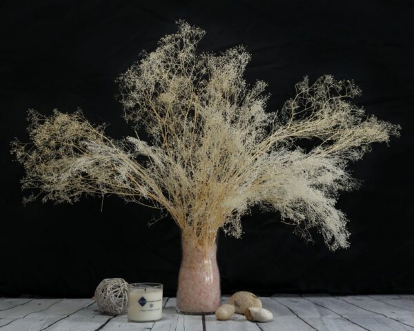 Gypsophila mini bianca