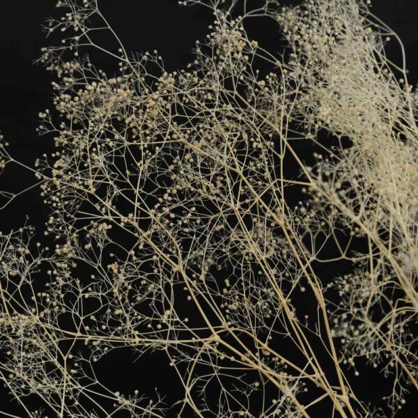 Gypsophila mini bianca - immagine 2