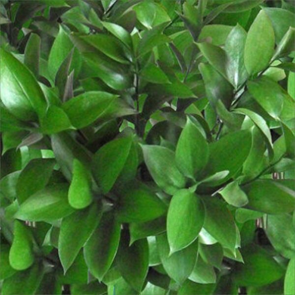 Israeli ruscus