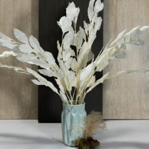 Ruscus israeli bianco