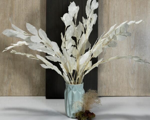 Ruscus israeli bianco
