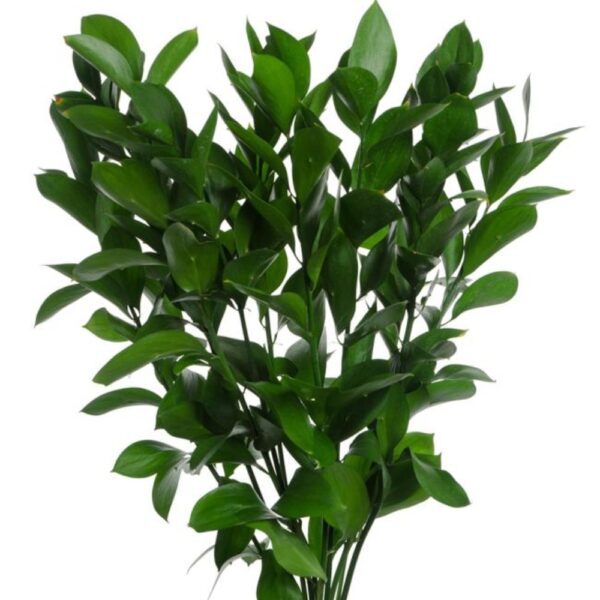 Israeli ruscus - Image 2