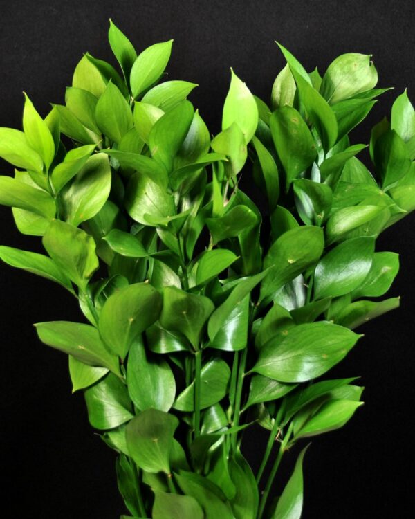 Israeli ruscus - Image 3