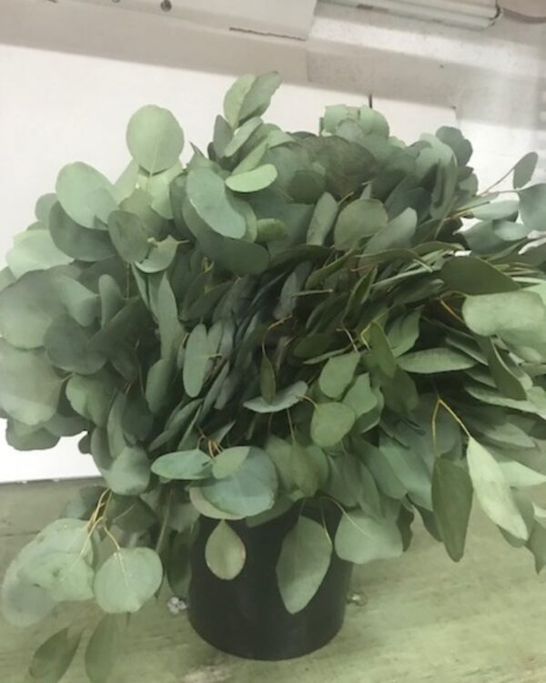 Eucalyptus populus medal - Image 2