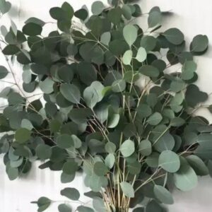 Eucalyptus populus medaglia