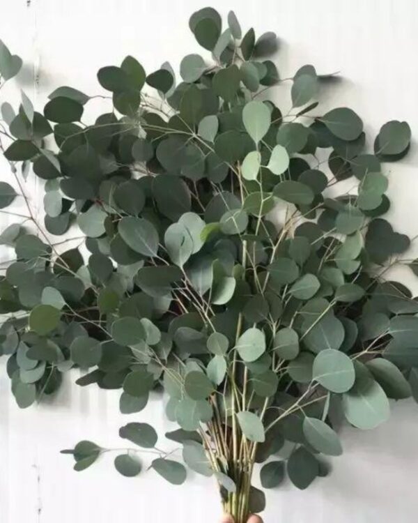 Eucalyptus populus medal
