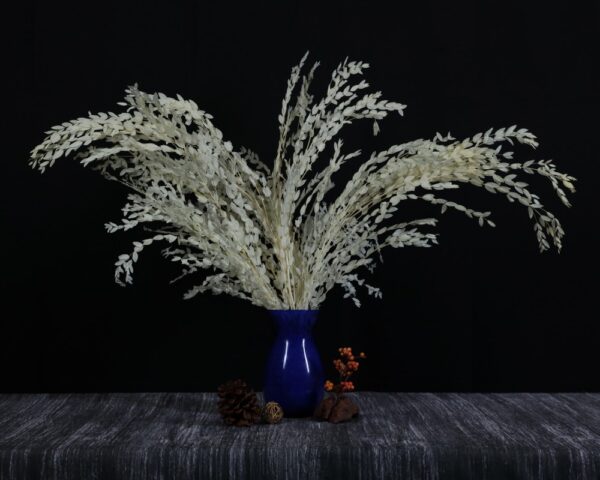 Eucalyptus parvifolia bianco - immagine 2