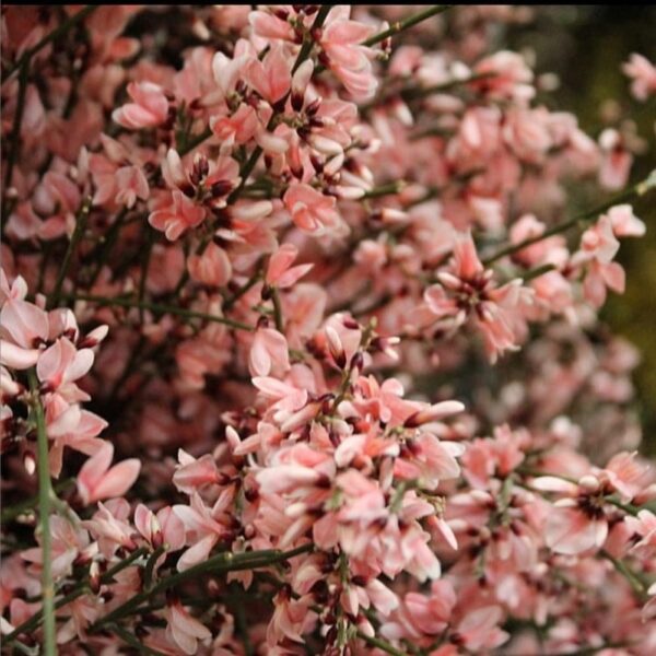 Ginestra italiana rosa - immagine 2