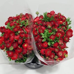 Ranuncolo rosso