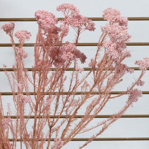 Diosmi (fiore di riso) rosa chiaro - immagine 2