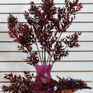 Ruscus italiano bordeaux