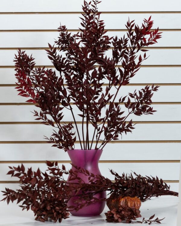 Ruscus italiano bordeaux