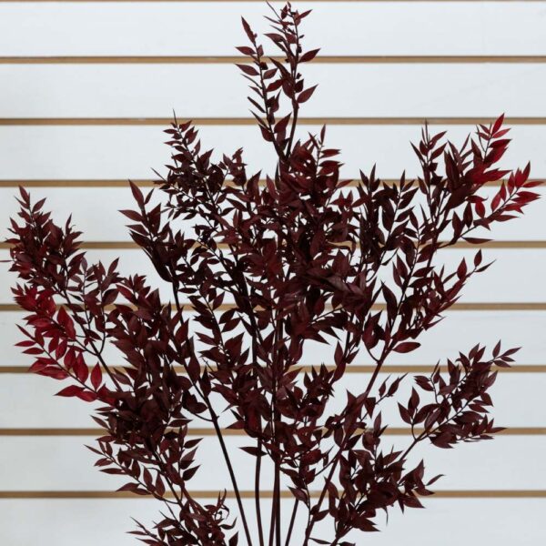 Ruscus italiano bordeaux - immagine 3