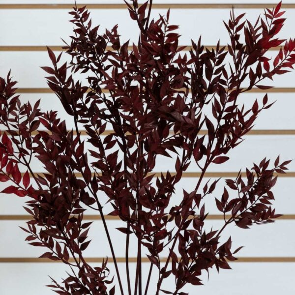 Ruscus italiano bordeaux - immagine 2