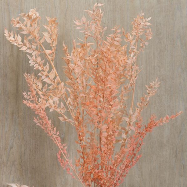 Ruscus italiano pesca - immagine 3