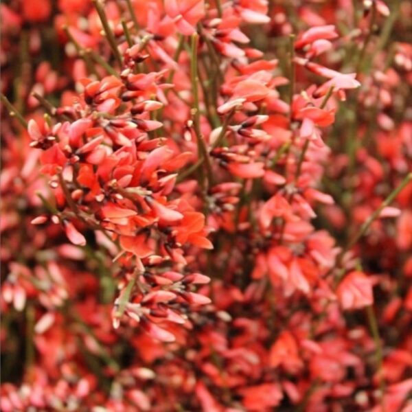 Ginestra italiana rossa
