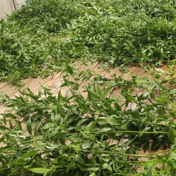 Ruscus italiano fresco verde - immagine 3