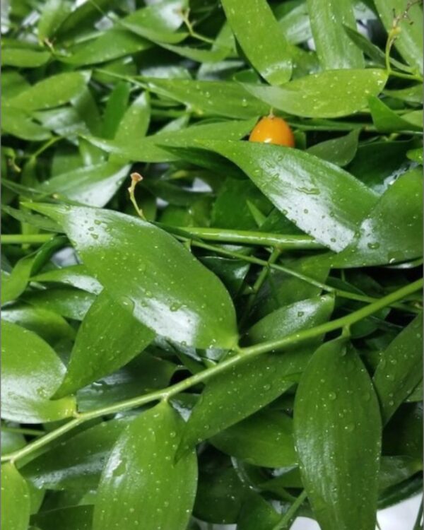 Ruscus italiano fresco verde - immagine 5