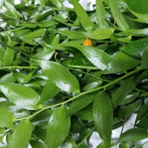 Italian ruscus fresh green