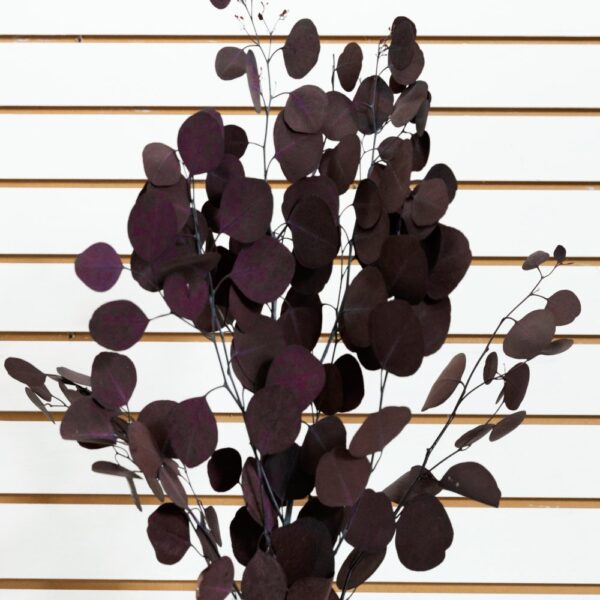 Eucalyptus silver dollar bordeaux - immagine 3