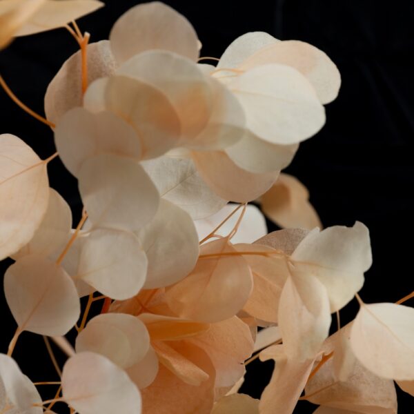 Eucalyptus silver dollar rosa - immagine 3