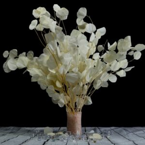 Eucalyptus silver dollar bianco
