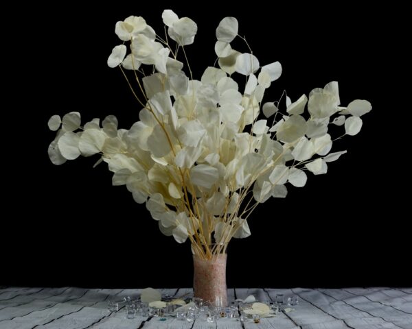 Eucalyptus silver dollar bianco