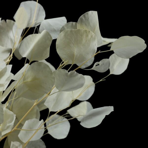 Eucalyptus silver dollar bianco - immagine 3