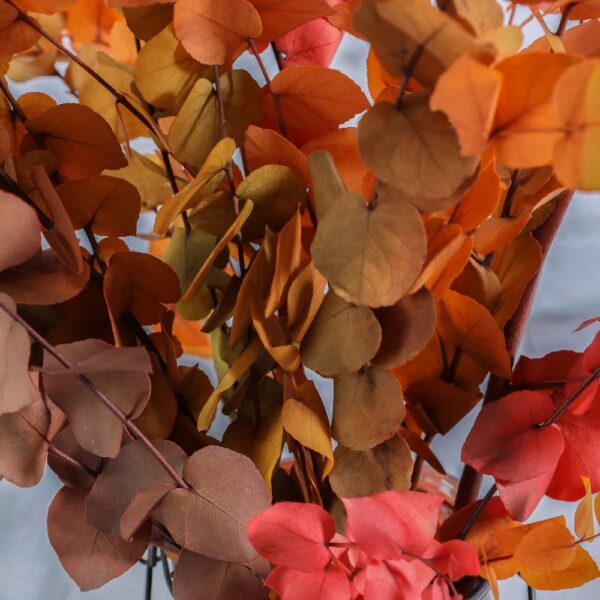 Eucalyptus stuartiana autunno