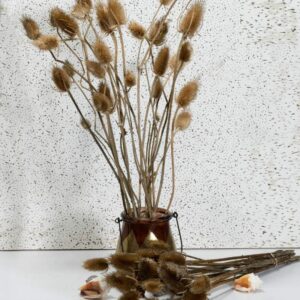 Cardo naturale