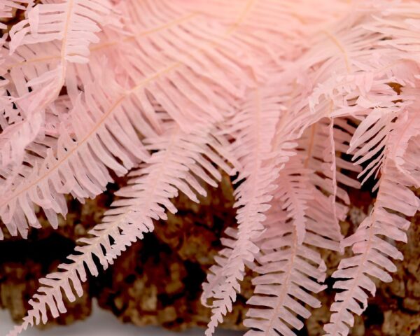 Felce ondulata rosa chiaro - immagine 3