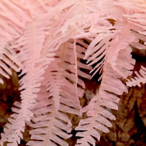 Felce ondulata rosa chiaro