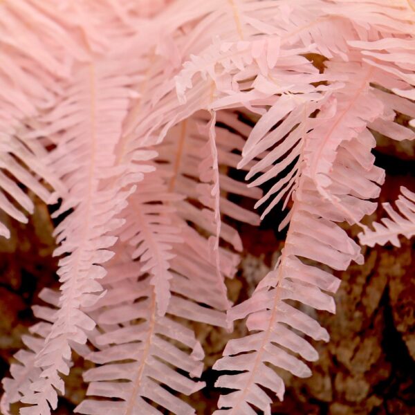 Felce ondulata rosa chiaro