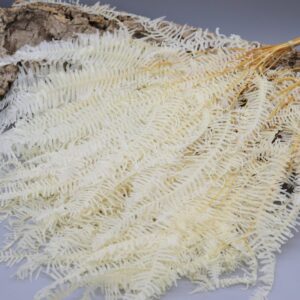 Felce ondulata bianca