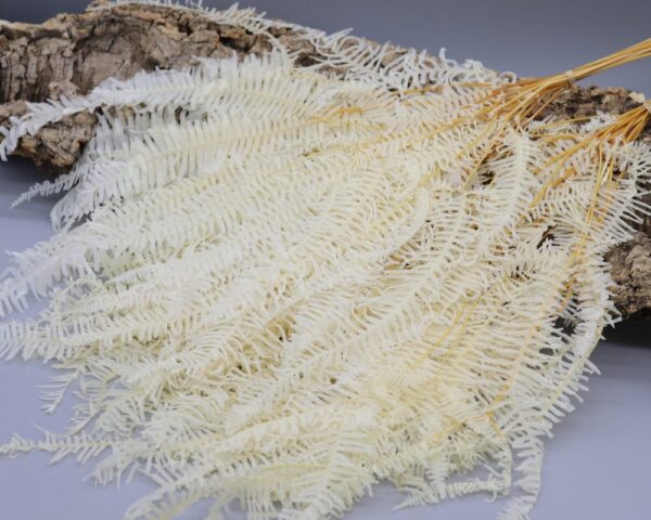 Felce ondulata bianca