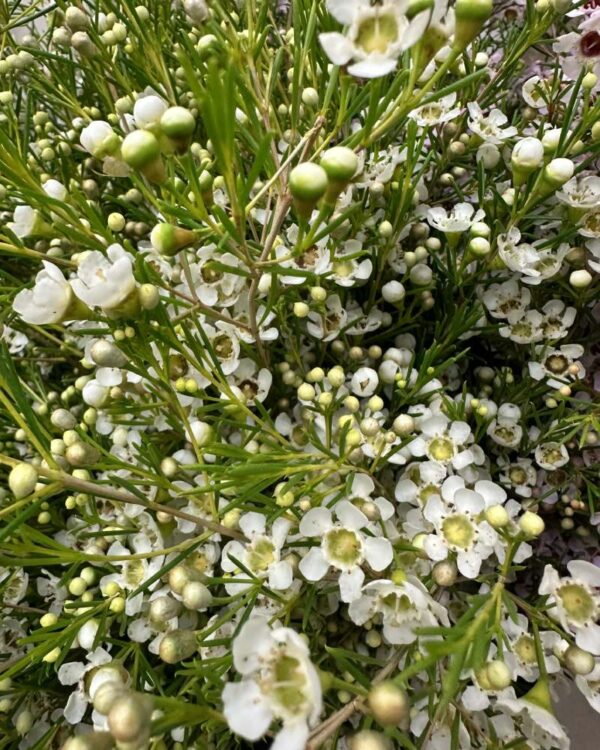 Wax flower (fiore di cera) bianco - immagine 4