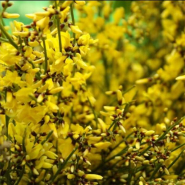 Ginestra italiana gialla