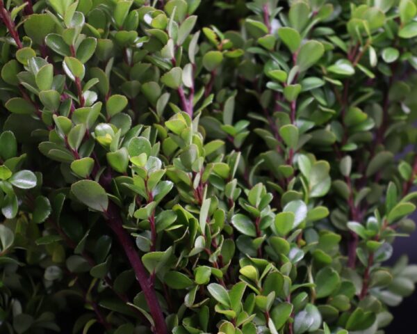 Buxus (Bosso)