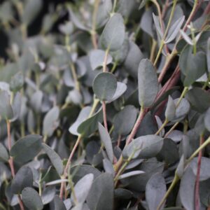 Eucalyptus gunnii