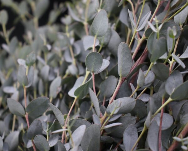 Eucalyptus gunnii